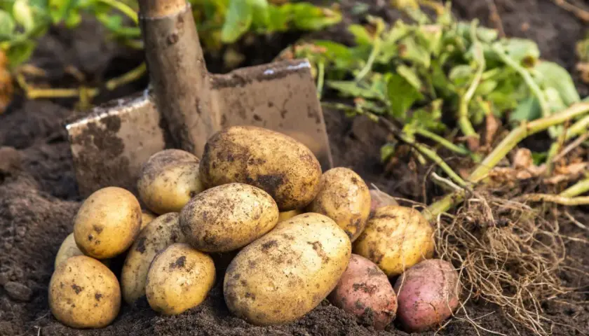 Frisch geerntete, erdige Kartoffeln liegen neben einer Schaufel im Boden. Diese guten Nachbarn Kartoffeln versprechen ein leckeres Essen.