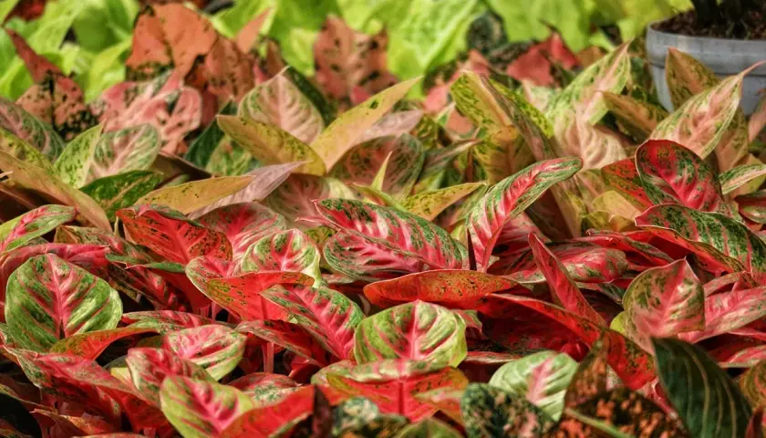 Mnóstwo kolorowych aglaonema odmiany w odcieniach zieleni, różu i czerwieni tworzy gęsty, bujny dywan roślin.