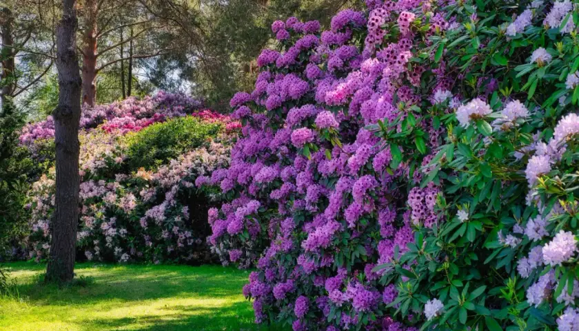 Kwitnące rododendrony w odcieniach fioletu i różu tworzą barwną ścianę. Zastanawiasz się, jak długo kwitnie rododendron? Wiosną zachwyca obfitością kwiatów.