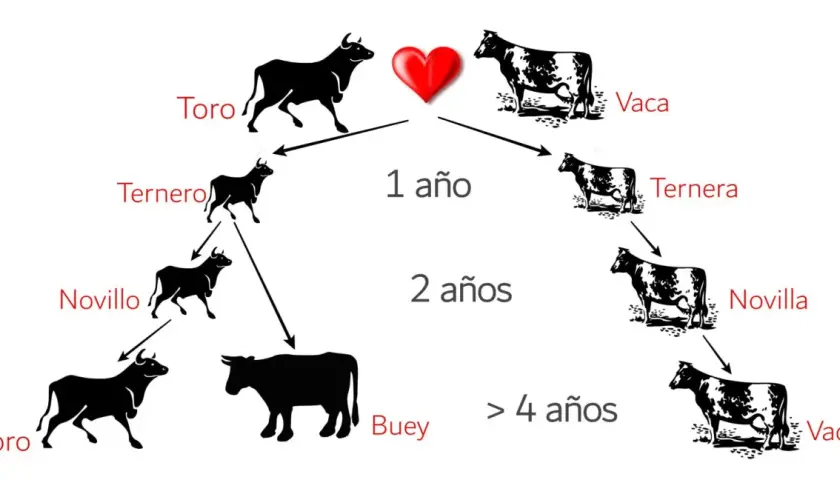 Diagrama del ciclo de vida de un toro y una vaca. Muestra cómo un ternero se convierte en novillo, luego en toro o buey, y una ternera en novilla y luego en vaca.