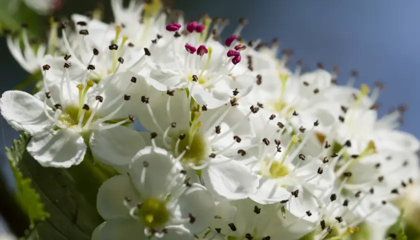 Fiori di biancospino, noti per le loro proprietà benefiche, con petali bianchi e stami scuri.