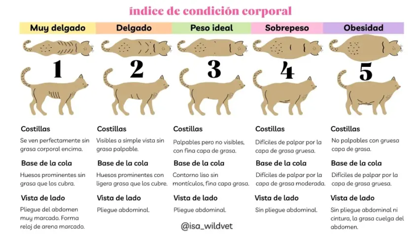 Guía visual para saber cuanto pesa un gato, desde muy delgado a obeso, con descripciones de costillas, cola y abdomen.