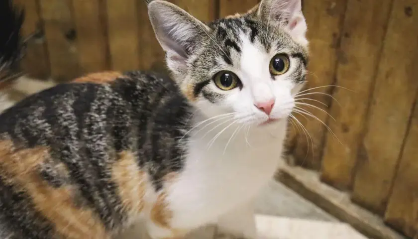 A curious calico cat with striking eyes. These beautiful felines often enjoy a long calico cat lifespan, bringing joy for many years.