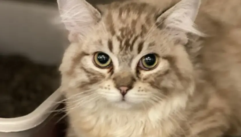 A fluffy cat with striking eyes looks up, perhaps showing signs of arthritis in cats.