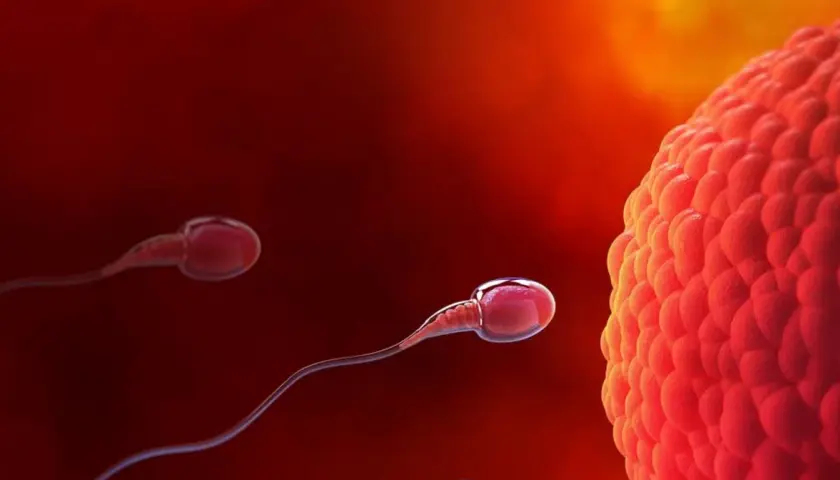 Spermatozoa zbliżają się do komórki jajowej, rozpoczynając proces zapłodnienia, który prowadzi do implantacji zarodka.