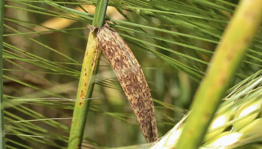 Braune Flecken auf einem Gerstenblatt, Anzeichen von Ramularia gerste.