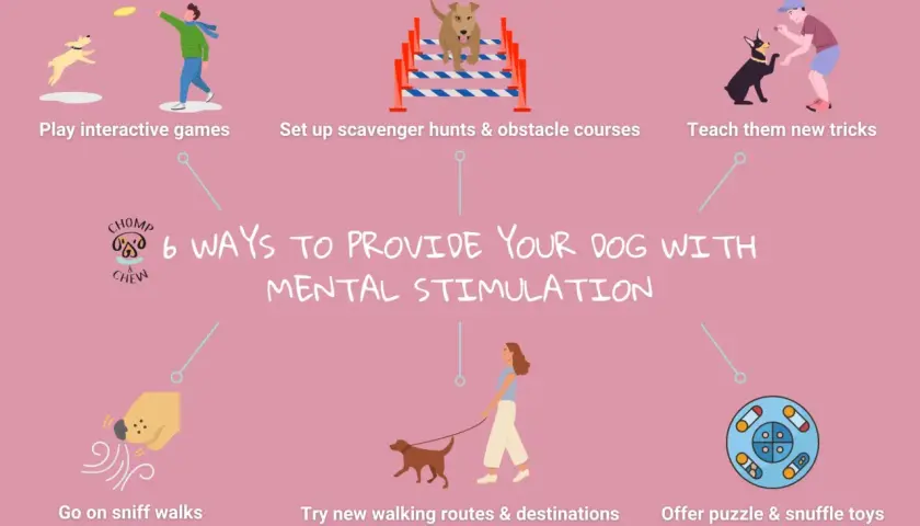6 ways to provide your dog with mental stimulation: play games, set up obstacle courses, teach tricks, go on sniff walks, try new routes, and offer puzzle toys.