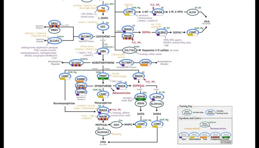 Schemat szlaków metabolicznych dopaminy i neuroprzekaźników, uwzględniający czynniki wpływające na ich aktywność, zgodnie z zasadami ortograficznymi.