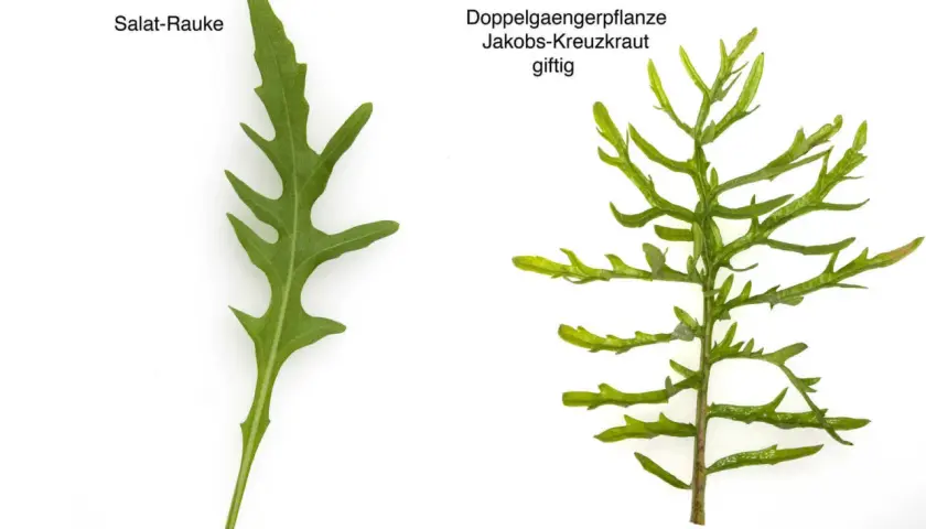 Salat-Rauke und giftiges Jakobskreuzkraut: Verwechslungsgefahr bei der Ernte. Achten Sie auf die Blattstruktur.