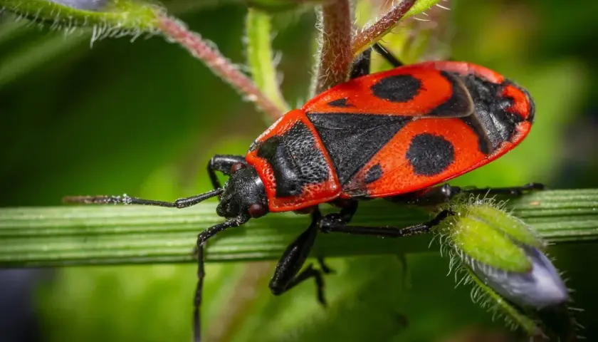 Insetto rosso e nero con lunghe antenne, posato su un filo d'erba verde.