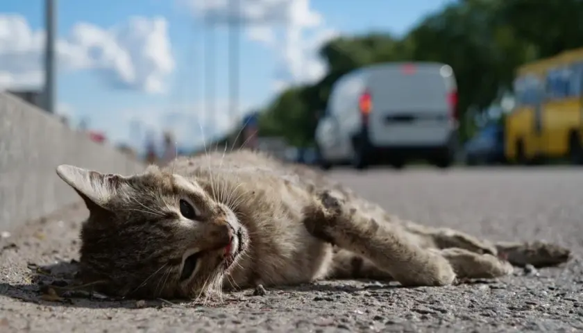 Zdechły kot leży na drodze, obok betonowego krawężnika. W tle widać samochody i drzewa.
