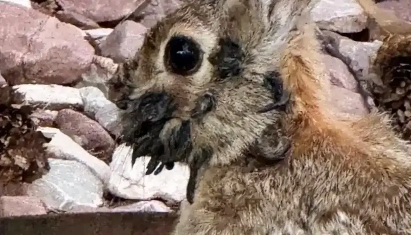 Primer plano de un conejo con la cara cubierta de pulgas.