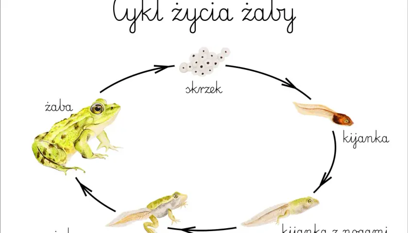 Cykl życia żaby: od skrzeku, przez kijankę, kijankę z nogami, żabę z ogonem, aż do dorosłej żaby. Tak rozmnażają się żaby.
