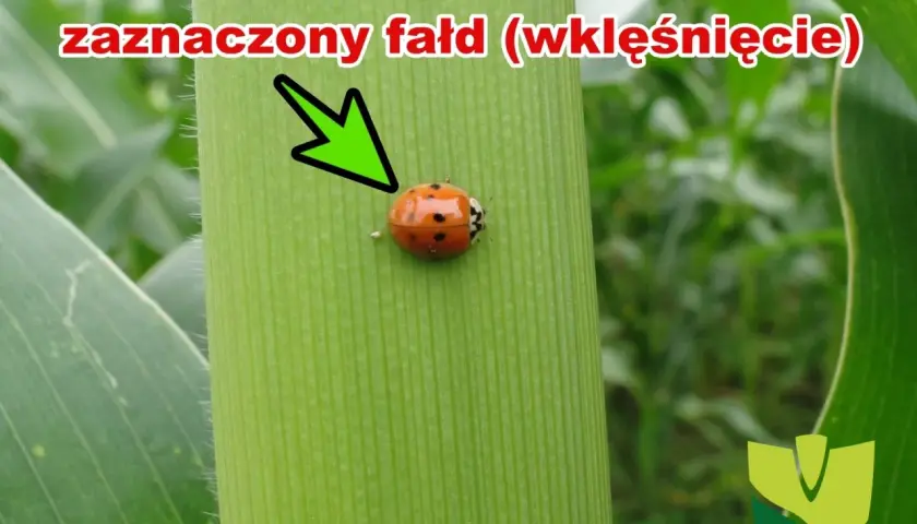 Biedronka azjatycka z charakterystycznym wklęśnięciem na pokrywach skrzydeł, siedząca na zielonym liściu kukurydzy.