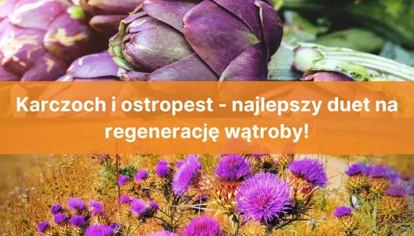 Karczoch czy ostropest – co naprawdę lepiej wspiera zdrowie wątroby?