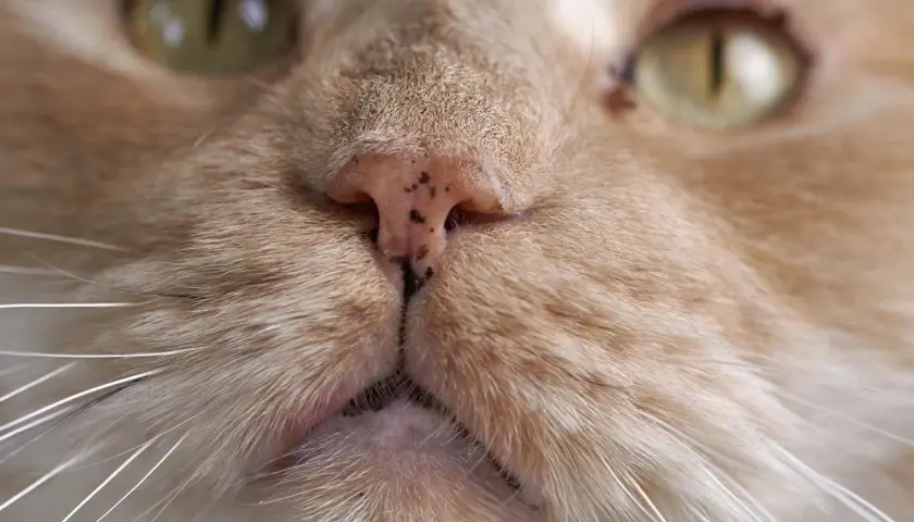 Nahaufnahme einer getigerten Katze mit einer leicht verkrusteten Nase.