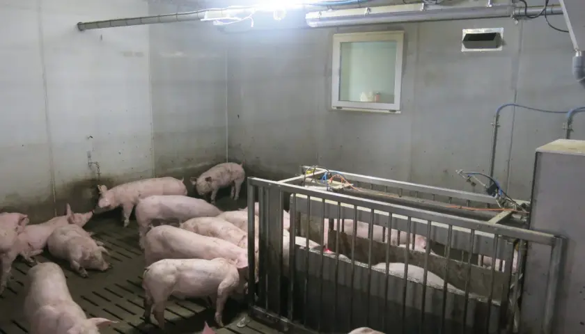 Des porcelets roses dans un enclos intérieur, prêts pour leur vermifuge porc plein air.