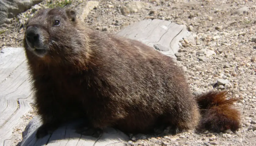 Marmota peluda sentada en un tronco. ¿Cuánto duerme una marmota? ¡Mucho!