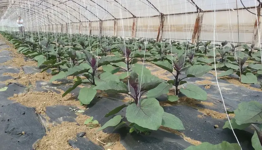 Piantine di melanzane in serra, con fili di sostegno e pacciamatura. L'etichetta "cobre nordox" indica un trattamento per proteggere le colture.