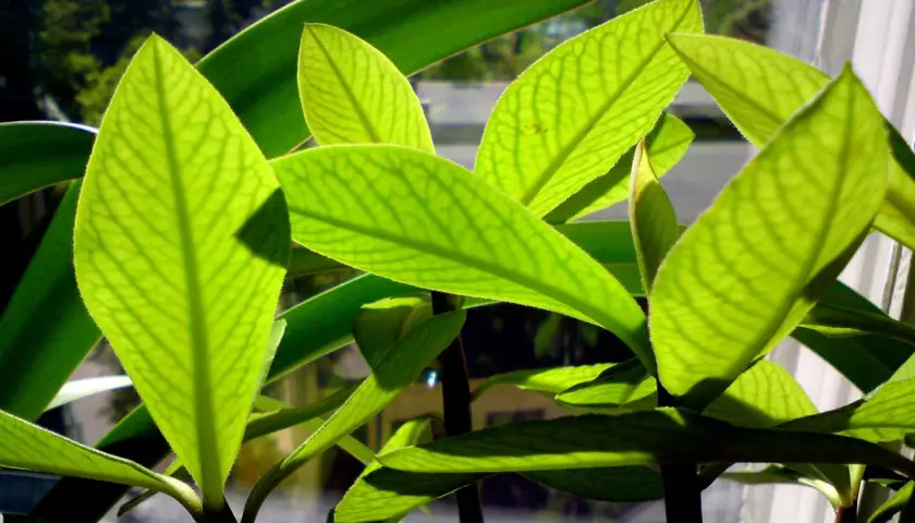 Jasnozielone liście Euphorbia trigona z widocznymi żyłkami, oświetlone słońcem, tworzą ciekawe cienie.