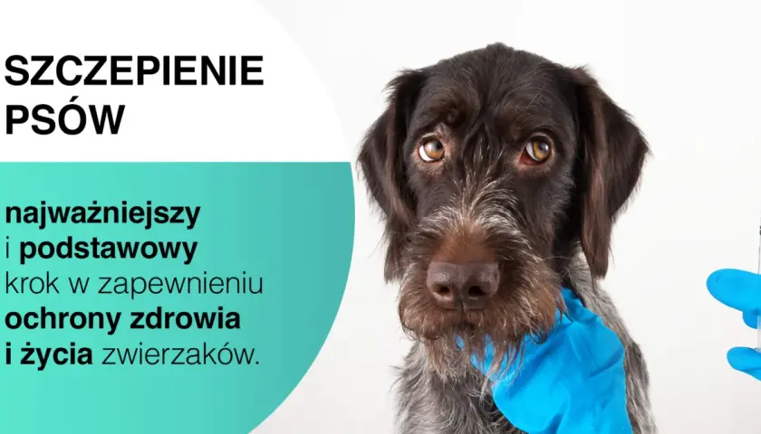 Szczepienia psa to klucz do jego zdrowia. Na zdjęciu pies przygotowany do zastrzyku, symbolizującego ochronę.