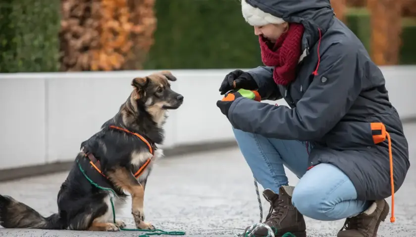 Ein entspannter Hund sitzt aufmerksam vor einer Frau, die ihm ein Spielzeug anbietet.