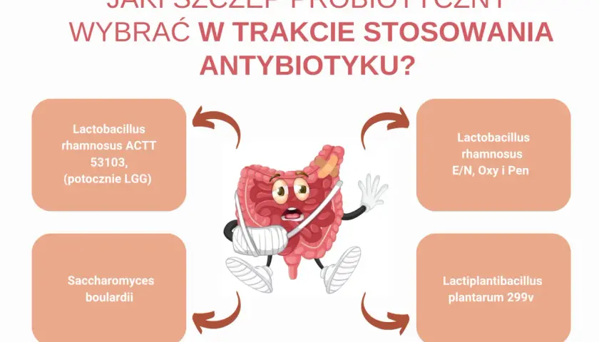 Zranione jelita potrzebują wsparcia. Jaki probiotyk po antybiotyku wybrać? Sprawdź propozycje szczepów.
