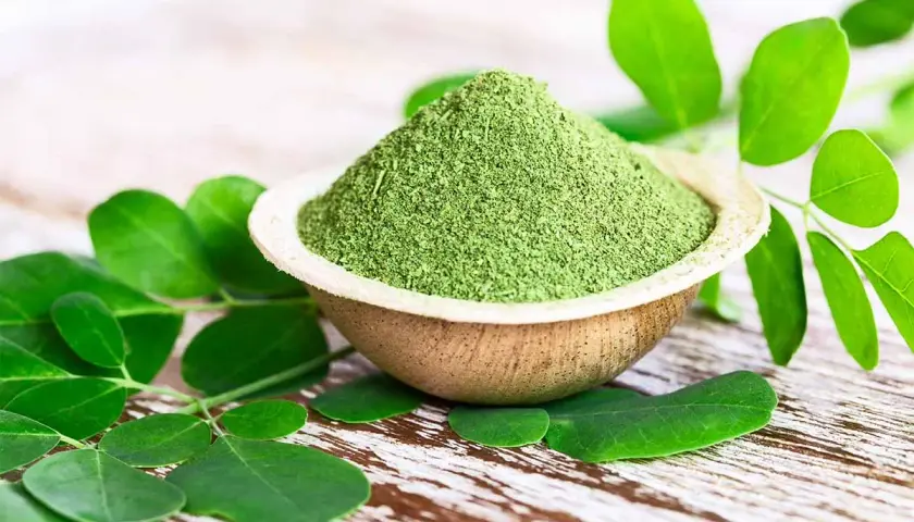 Polvere verde brillante di moringa oleifera in una ciotola, circondata da foglie fresche.