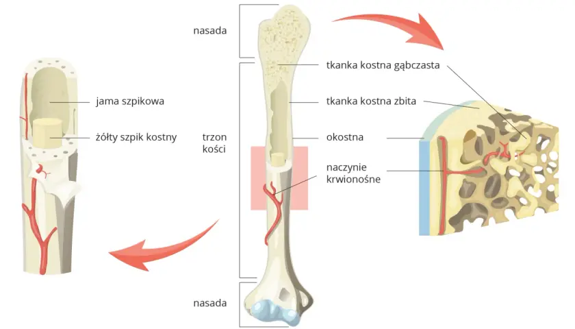 Przekrój kości długiej: nasada z tkanką kostną gąbczastą, trzon z tkanką kostną zbitą, jamą szpikową i naczyniami krwionośnymi.