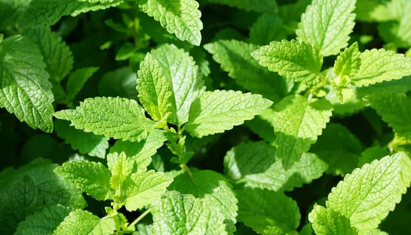 Feuilles vertes et texturées de menthe poivrée, évoquant ses nombreux bienfaits pour la santé et le bien-être.