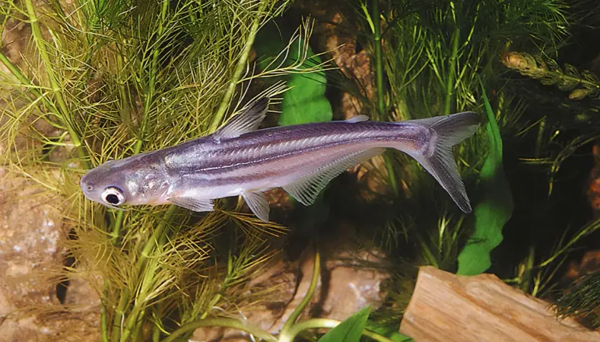 En silverfärgad pangasius fisk simmar bland gröna vattenväxter och stenar.