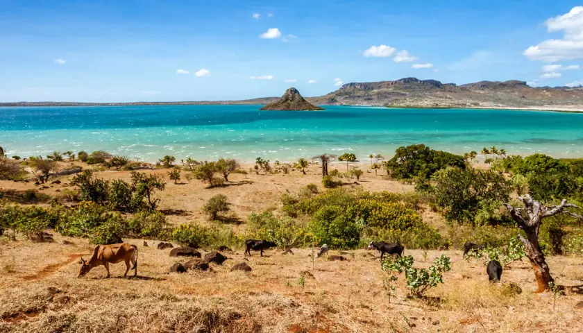 Krajobraz Madagaskaru z krowami na pierwszym planie i turkusową wodą w tle. Idealny czas, by odwiedzić Madagaskar, to pora sucha, od kwietnia do października.