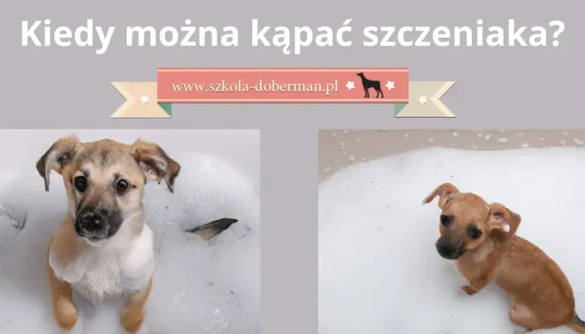 Kiedy kąpać szczeniaka? Pierwsza kąpiel krok po kroku