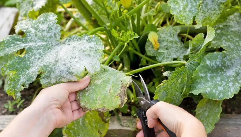 Main d'un jardinier coupant une feuille de courgette atteinte d'oidium. La poudre blanche couvre les feuilles, signe d'une maladie.