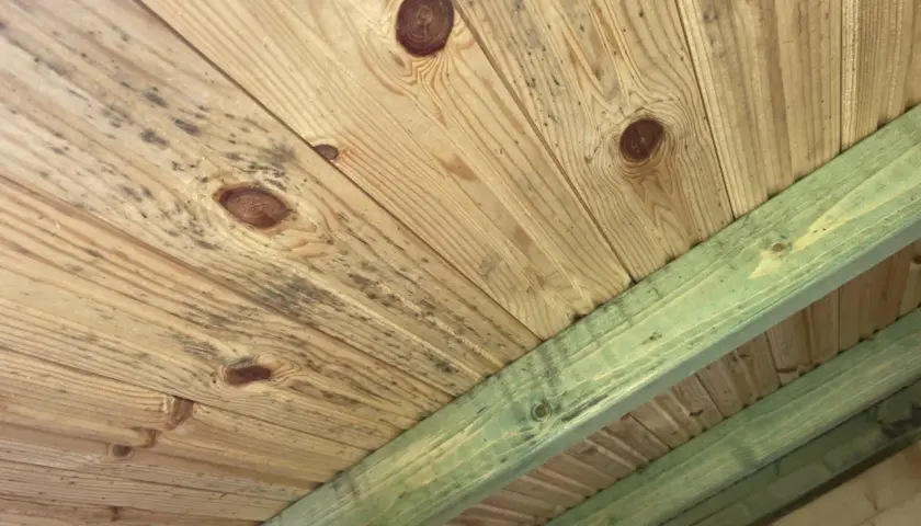 Mögel på träpanelen i en friggebod, vilket indikerar dålig ventilation.