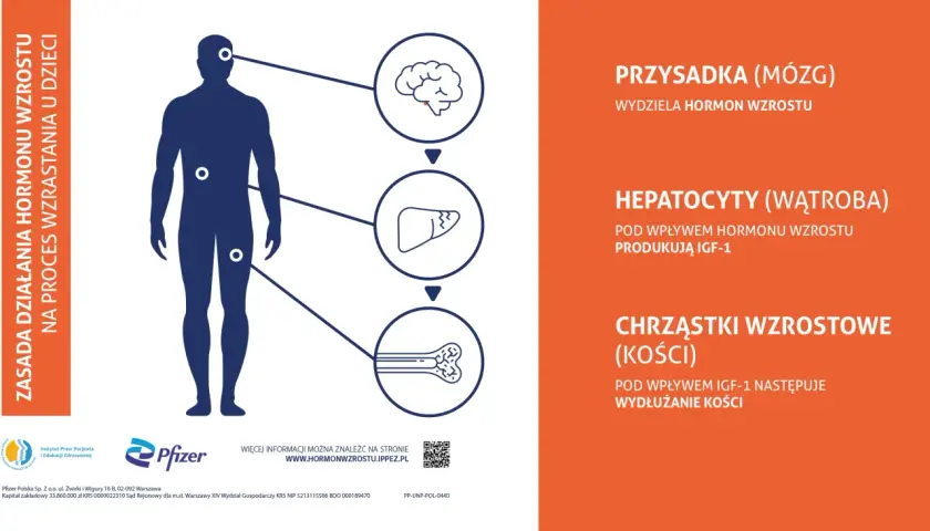 Schemat pokazuje, jak pobudzić hormon wzrostu: przysadka mózgowa wydziela hormon, który stymuluje wątrobę do produkcji IGF-1, a ten z kolei wpływa na chrząstki wzrostowe kości.