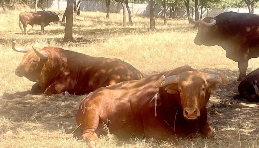 Toros de lidia descansan bajo la sombra. La ganadería torreana cuida de estos imponentes animales en un día soleado.