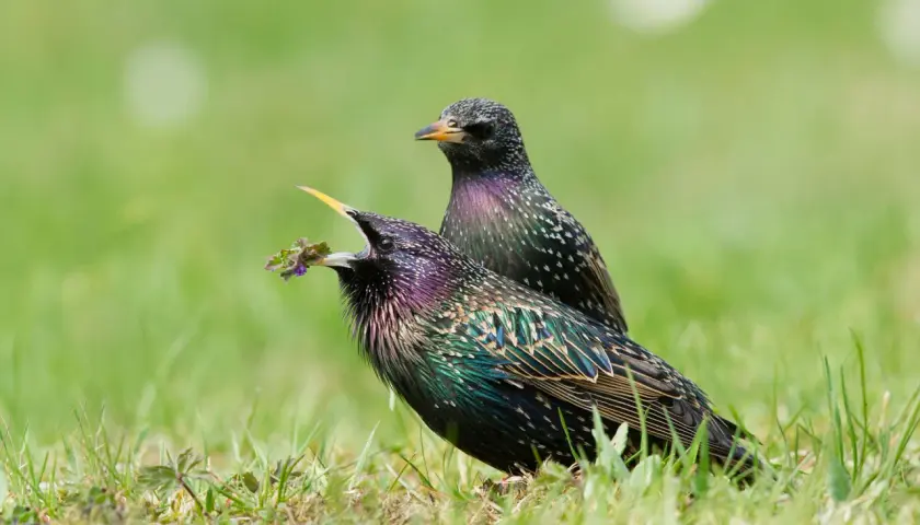 Zwei bunte Stare im Gras. Einer mit geöffnetem Schnabel und Futter, zeigt, wie ein Star aussieht.