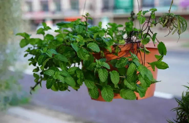 Jak przycinać miętę w doniczce, aby uniknąć jej osłabienia?