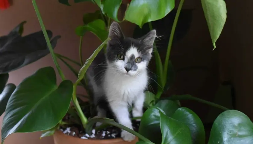 Mały kotek wśród liści Monstera deliciosa. Czy alokazja jest trująca dla kota? Ta roślina może być niebezpieczna dla zwierząt.