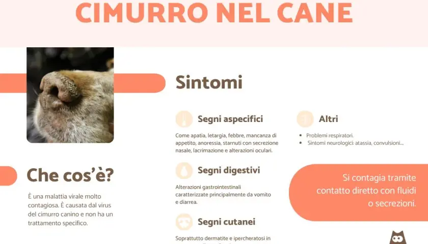 Immagine sul cimurro nel cane: sintomi come apatia, febbre, problemi respiratori e cutanei. Si contagia tramite fluidi.