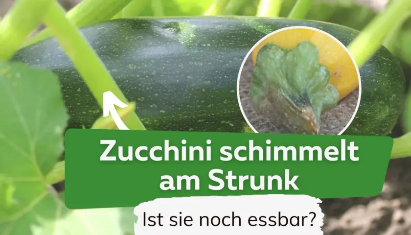 Grüne Zucchini am Strauch mit Schimmelansatz am Stiel. Die Frage "Ist sie noch essbar?" wirft Zweifel auf, ob die Zucchini schleimig geworden ist.