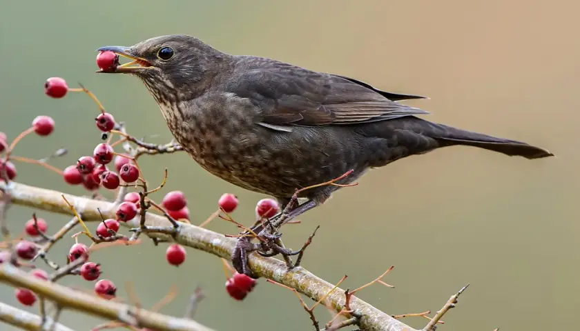 Eine Amsel mit Beeren im Schnabel. Hoffentlich ist sie nicht krank und findet genug Nahrung.