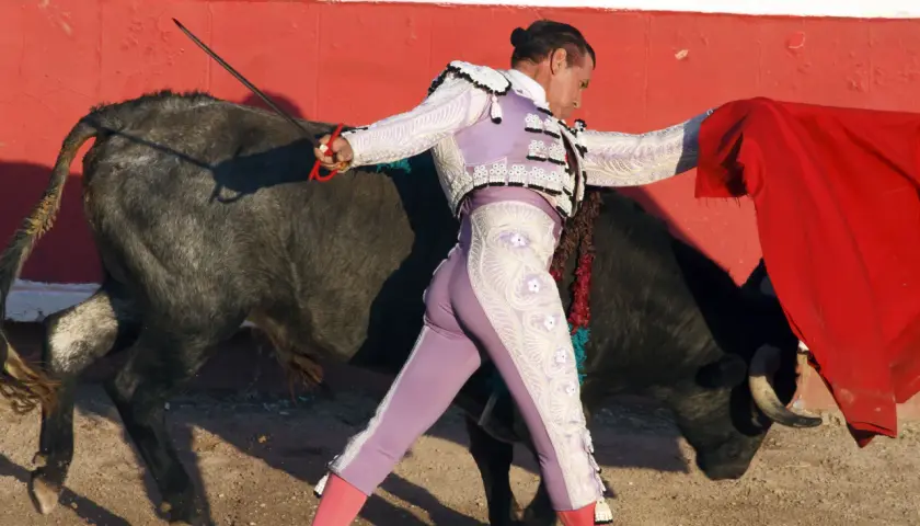 Un torero con su taleguilla rosa y chaquetilla bordada se enfrenta a un toro bravo.