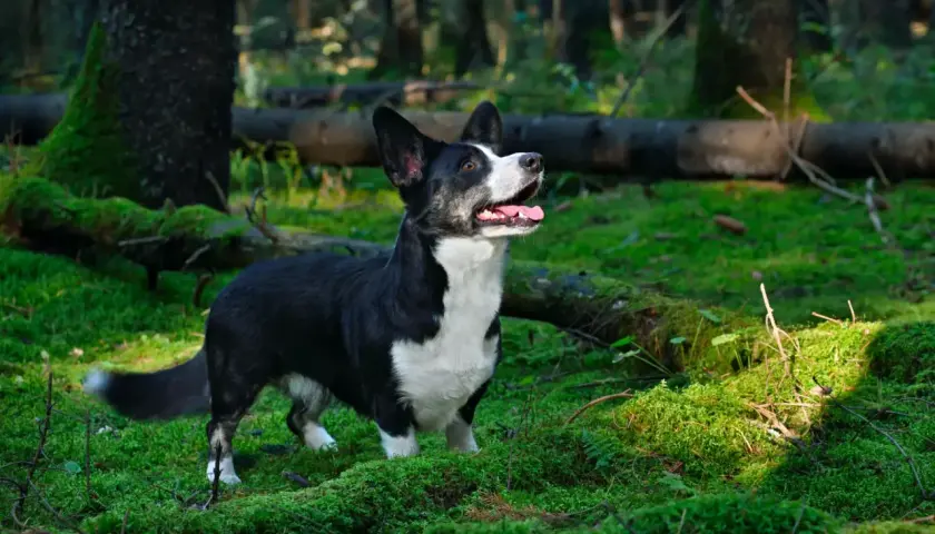 Czarny corgi cardigan z białym krawatem w lesie, otoczony mchem i powalonymi drzewami.