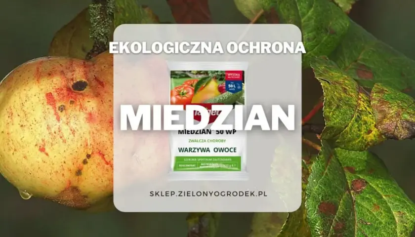 Ekologiczna ochrona przed chorobami warzyw i owoców. Czy miedzian jest szkodliwy? Preparat Miedzian 50 WP zwalcza choroby roślin.