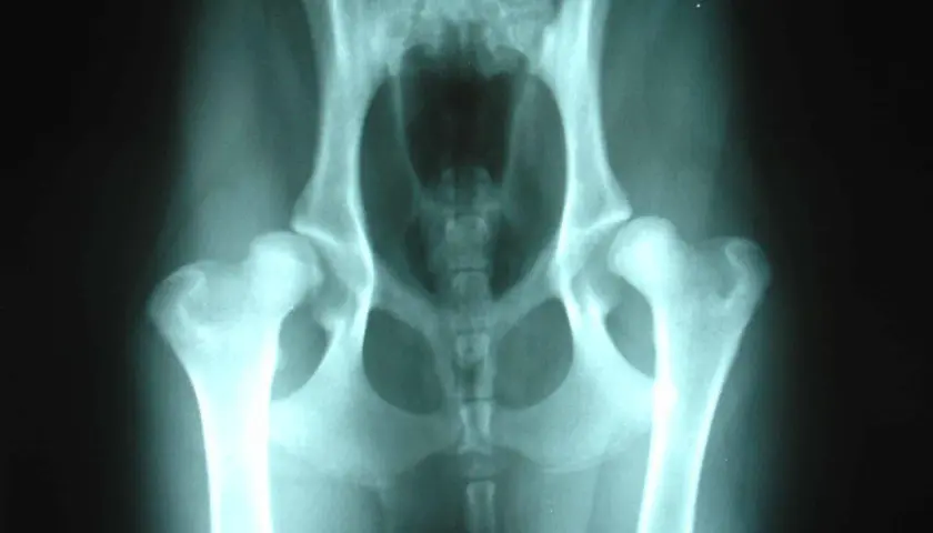 Radiografía de cadera de perro mostrando signos de displasia de cadera. Las articulaciones de la cadera no encajan correctamente, lo que puede causar dolor y cojera.