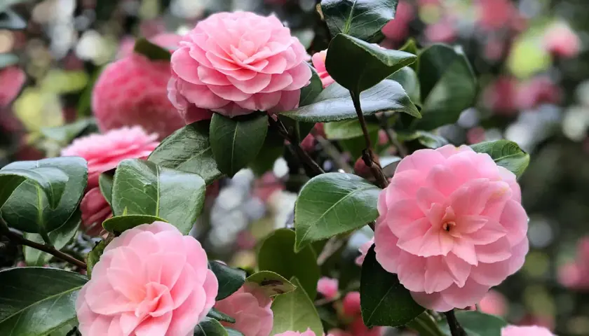 Magnifique camélia rose, prêt pour une exposition florale. Ses pétales délicats et ses feuilles vertes brillent sous la lumière.