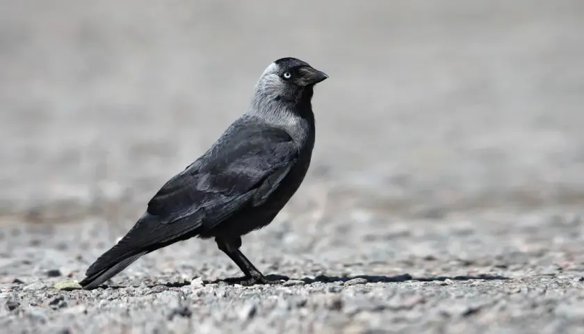 Ein schwarzer dole vogel mit hellblauen Augen steht auf steinigem Boden.