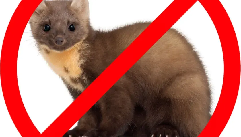 Symbol zakazu na wizerunku kuny. Dowiedz się, jak pozbyć się kuny z domu i ogrodu.